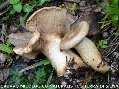 Clitocybe alexandri