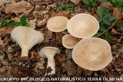 Infundibulicybe geotropa (syn. Clitocybe geotropa)