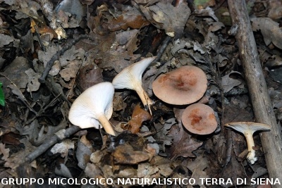 Clitocybe gibba