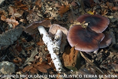 Cortinarius elatior