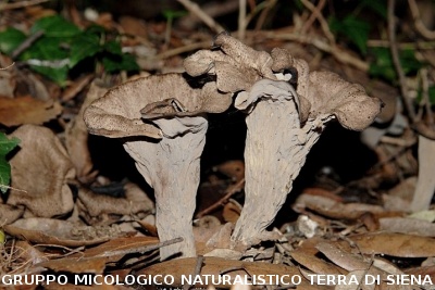 Craterellus cornucopioides