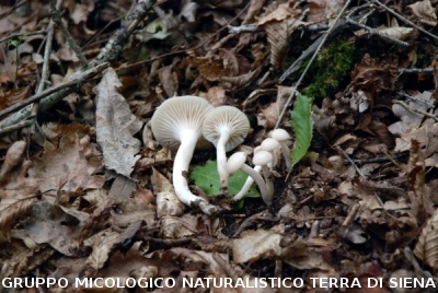 Cuphophyllus virgineus (syn. Hygrocybe virginea)