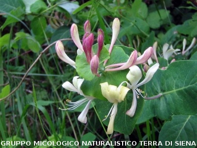 Escursione naturalistica sul Monte Cetona