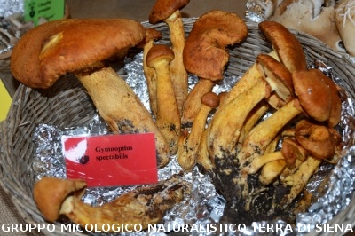 Mostra Micologica a Monticiano