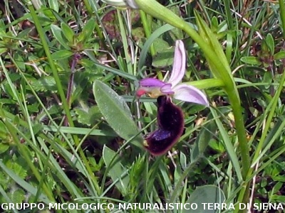 Escursione naturalistica sul Monte Cetona 