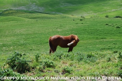 San Leonina e Mucigliani