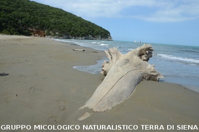 Passeggiata nel Parco dell'Uccellina