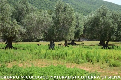 Passeggiata nel Parco dell'Uccellina