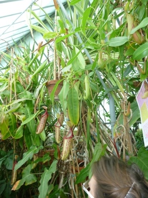 Fra le piante dell'Orto Botanico di Siena