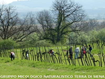 Raccolta delle erbe di campo del 29.3