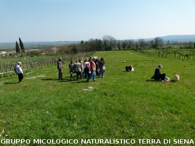 Raccolta delle erbe di campo del 29.3