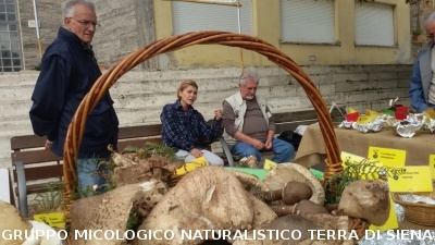 Mostra Micologica a Monticiano