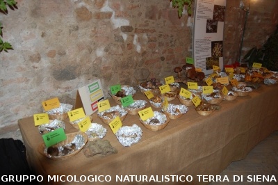 XVIII Mostra Micologica Senese