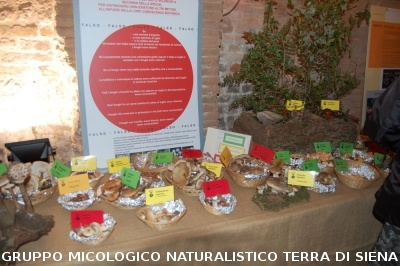 XVIII Mostra Micologica Senese