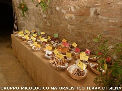 XVIII Mostra Micologica Senese