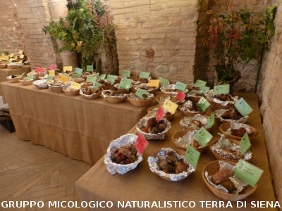 XVIII Mostra Micologica Senese