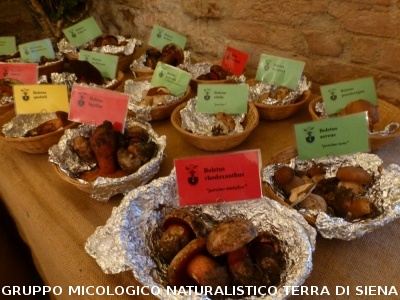 XVIII Mostra Micologica Senese