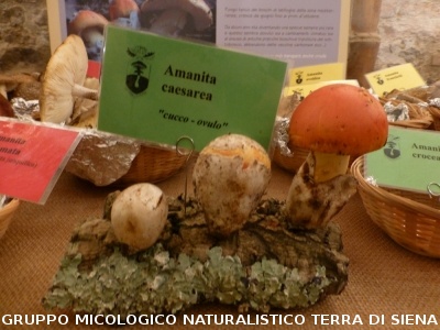 XVIII Mostra Micologica Senese