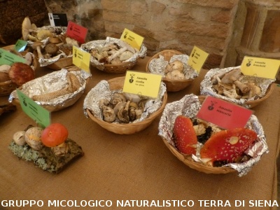 XVIII Mostra Micologica Senese