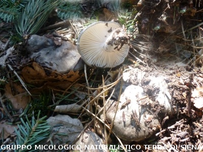 A Vallombrosa alla ricerca del dormiente