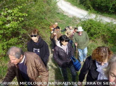 Sul Monte Amiata alla ricerrca del prugnolo