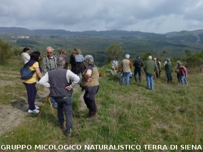 Sul Monte Amiata alla ricerrca del prugnolo