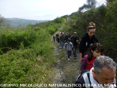 Sul Monte Amiata alla ricerrca del prugnolo