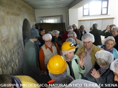 Sul Monte Amiata alla ricerrca del prugnolo