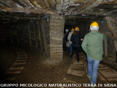 Sul Monte Amiata alla ricerrca del prugnolo