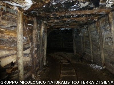 Sul Monte Amiata alla ricerrca del prugnolo