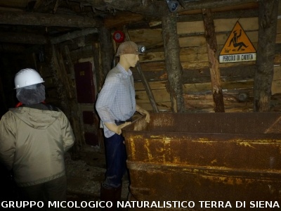 Sul Monte Amiata alla ricerrca del prugnolo