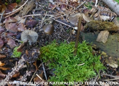 Sul Monte Amiata alla ricerca del 