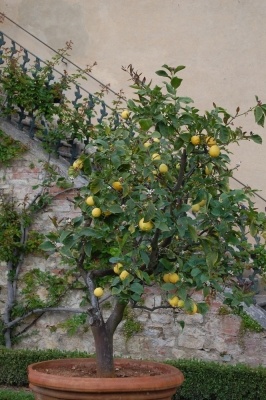 Visita alla Certosa di Pontignano
