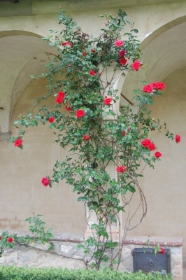 Visita alla Certosa di Pontignano
