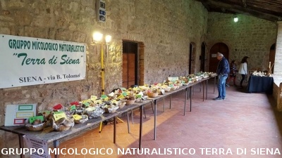Mostra Micologica a Monticiano