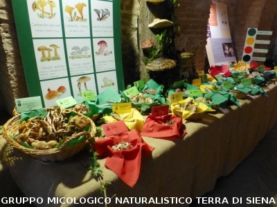 XIX Mostra Micologica Senese