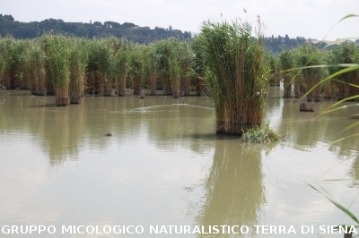 Corso per raccoglitori funghi a Montepulciano