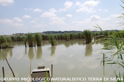 Corso per raccoglitori funghi a Montepulciano