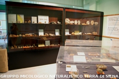 Corso per raccoglitori funghi a Montepulciano