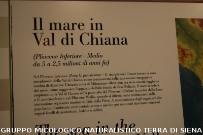 Corso per raccoglitori funghi a Montepulciano