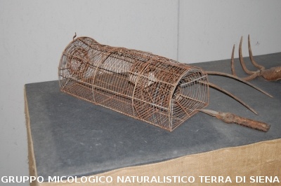 Corso per raccoglitori funghi a Montepulciano