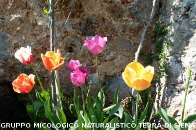 Anello Colle Ciupi - Fungaia