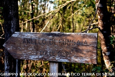 Anello Colle Ciupi - Fungaia