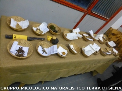 XX Mostra Micologica Senese