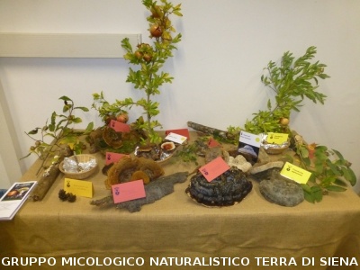 XX Mostra Micologica Senese
