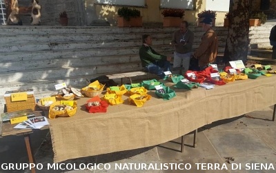 Mostra micologica a Monticiano