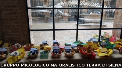 Mostra micologica ai Fisiocritici