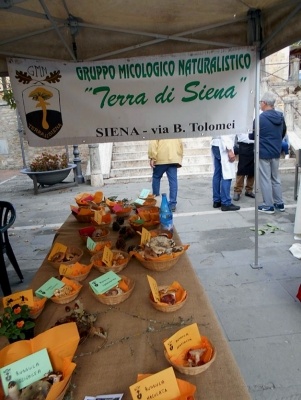Mostra micologica ad Asciano