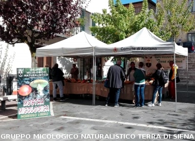 Mostra micologica ad Asciano