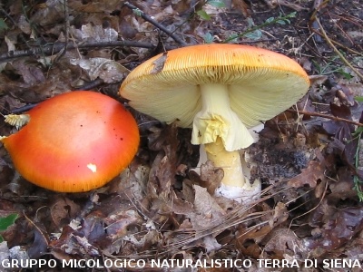 Amanita caesarea